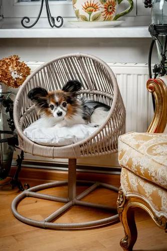 QUVA GALAXİ KEDİ & KÖPEK YATAĞI / MODERN 44*44 KEDİ & KÖPEK KOLTUĞU